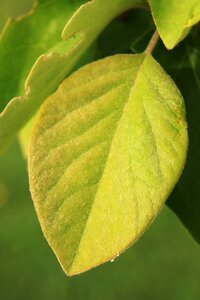Quince white plants