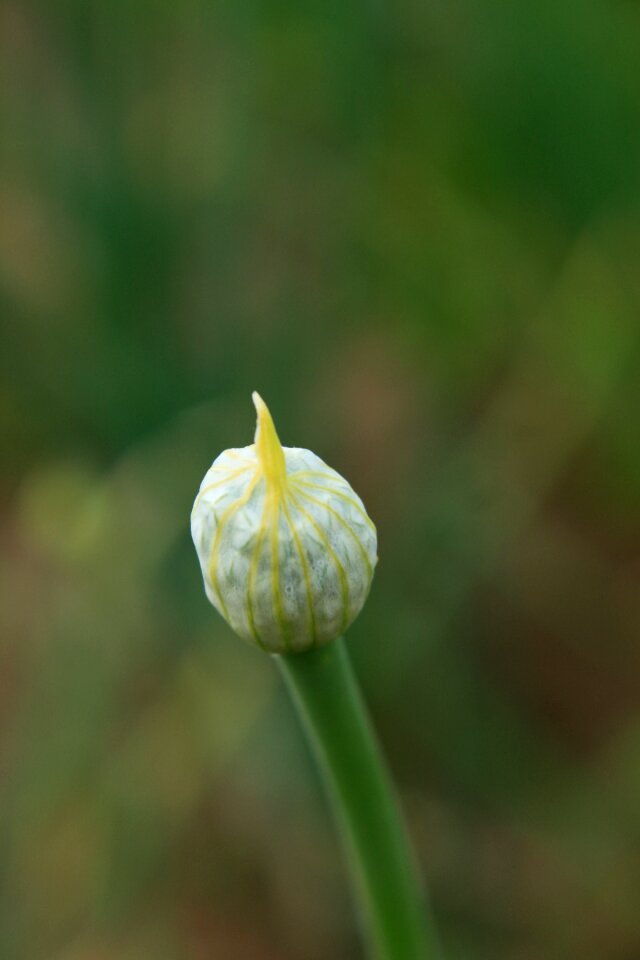 Cernuum flowers garden