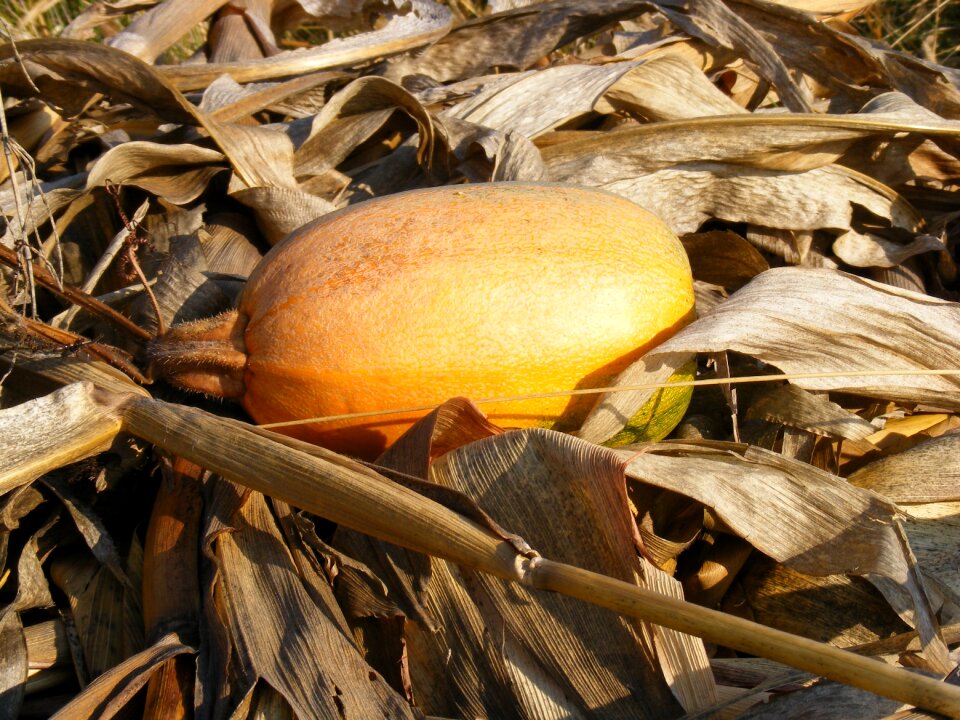 Pumpkin stalks yellow