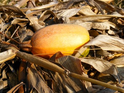 Pumpkin stalks yellow