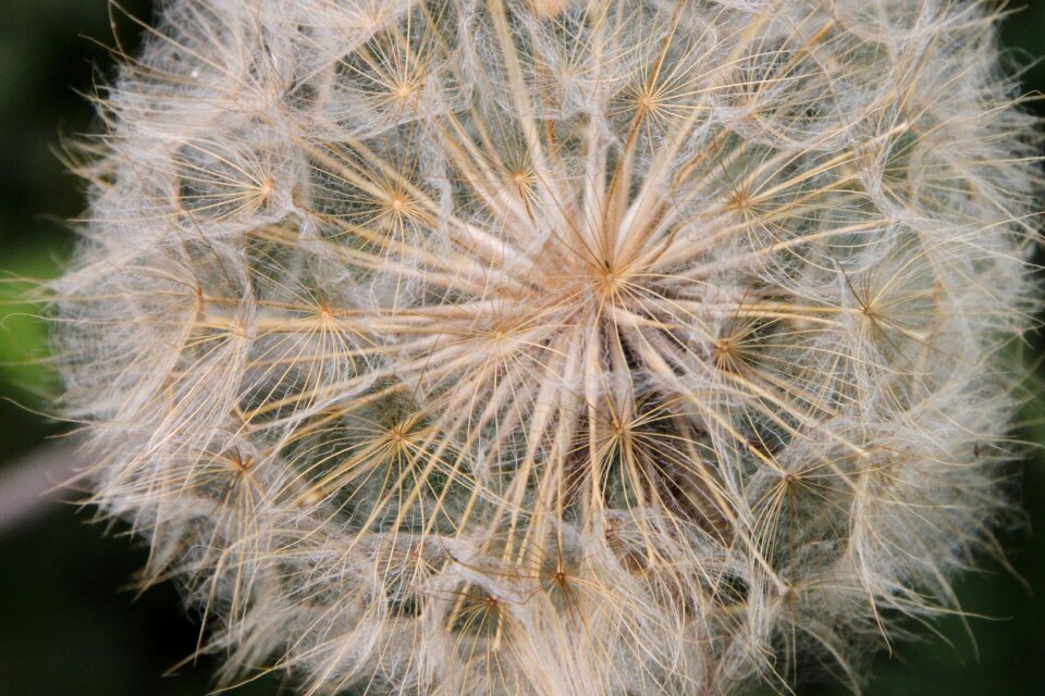 Fluff officinale sky