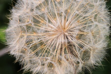 Fluff officinale sky