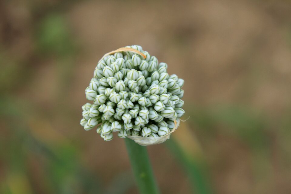 Cernuum flowers garden