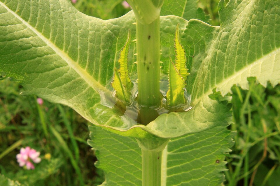 Fullonum green teasel