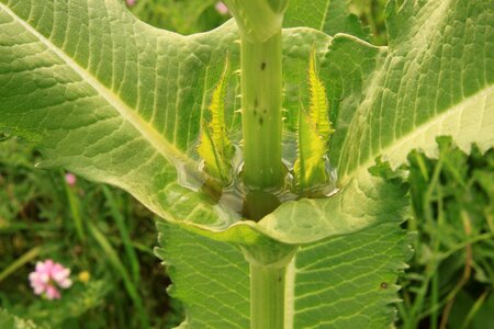 Fullonum green teasel photo