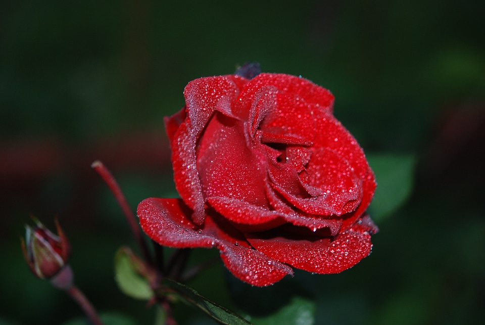 Nature red blossom