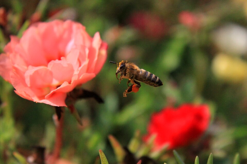 Flight honey pollen