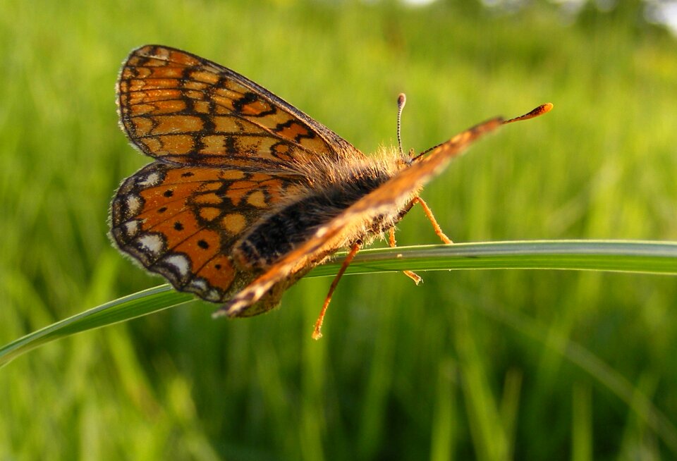 Fritillary pearl selene