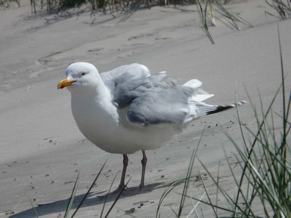 Windy larus argentatus species