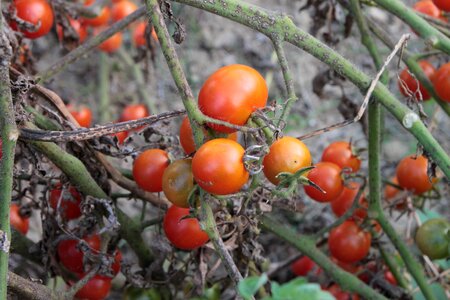 Red small tomato photo