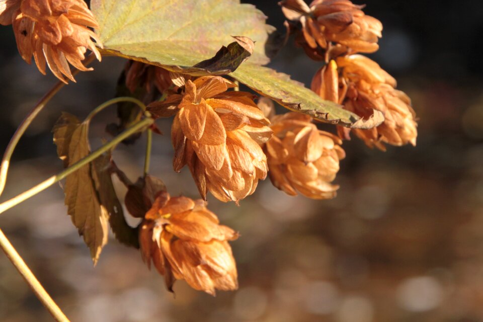 Humulus lupulus plants