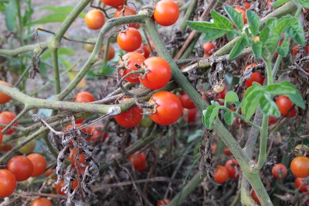 Red small tomato photo