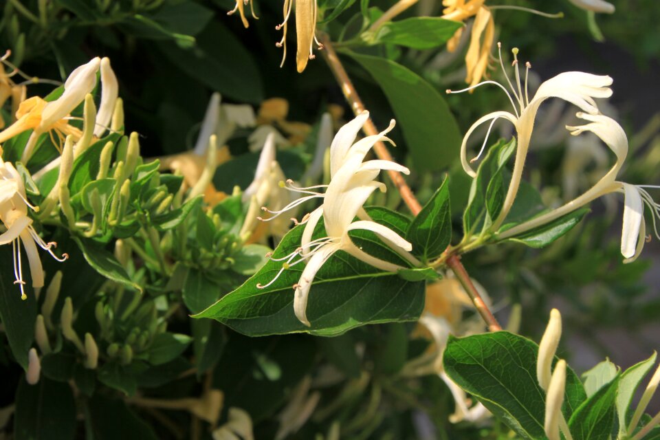 Lonicera woodbine plants
