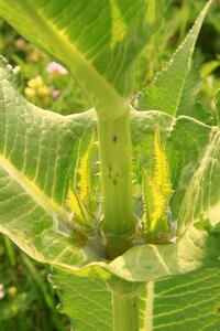 Fullonum green teasel photo