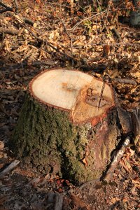 Forest fresh stump photo