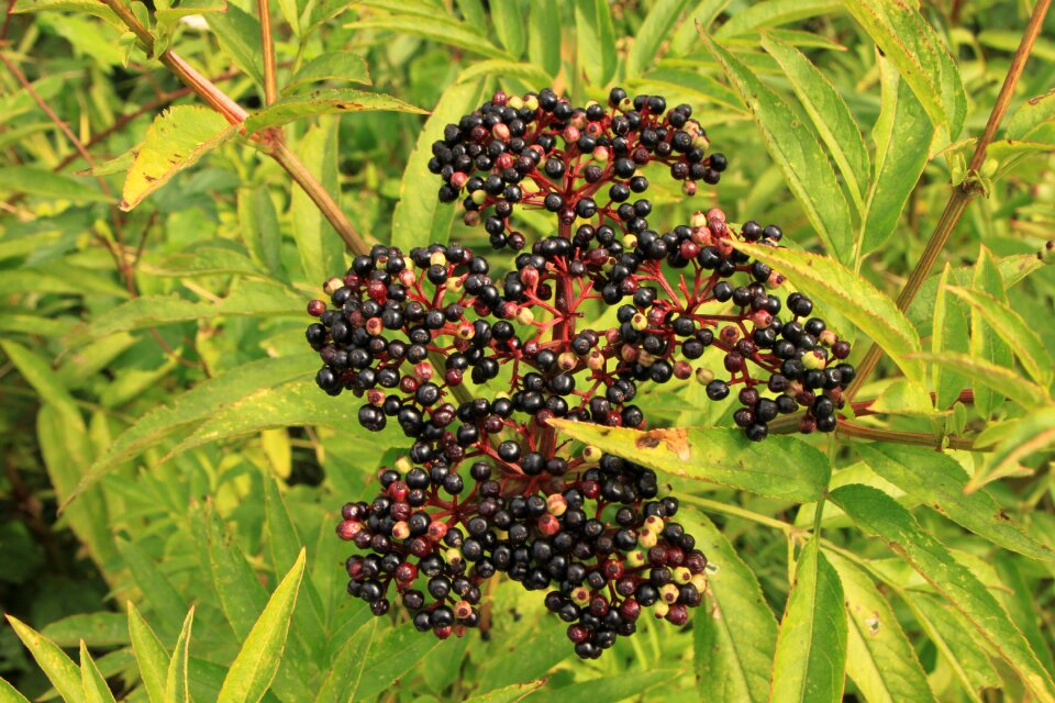 Ebulus elder sambucus