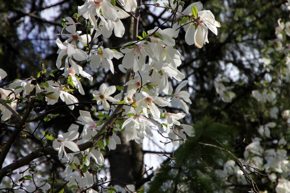 Pink tree white