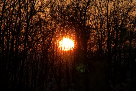 Sunset through trees photo