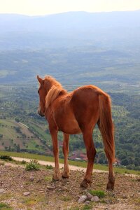 Mountains panorama animals