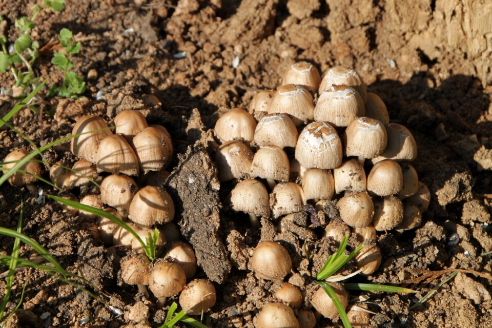 Micaceus mushrooms psathyrellaceae