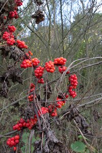 Dioscorea poison poisonous