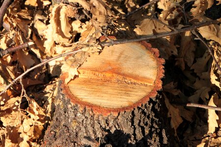 Forest fresh stump photo