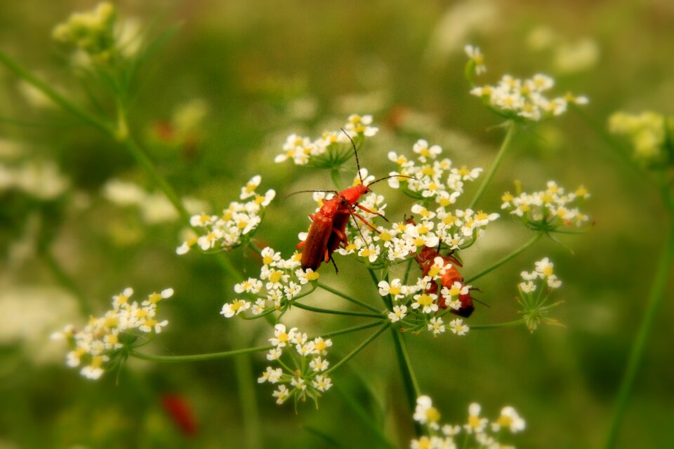 Copulation graphosoma lineatum
