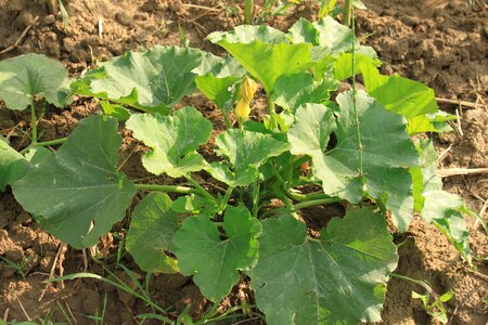 Leaves pumpkin plants