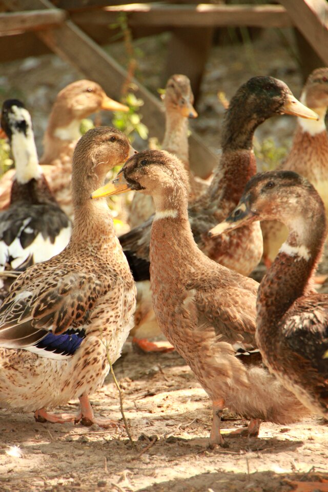 Garden poultry birds