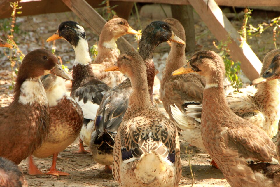 Garden poultry birds