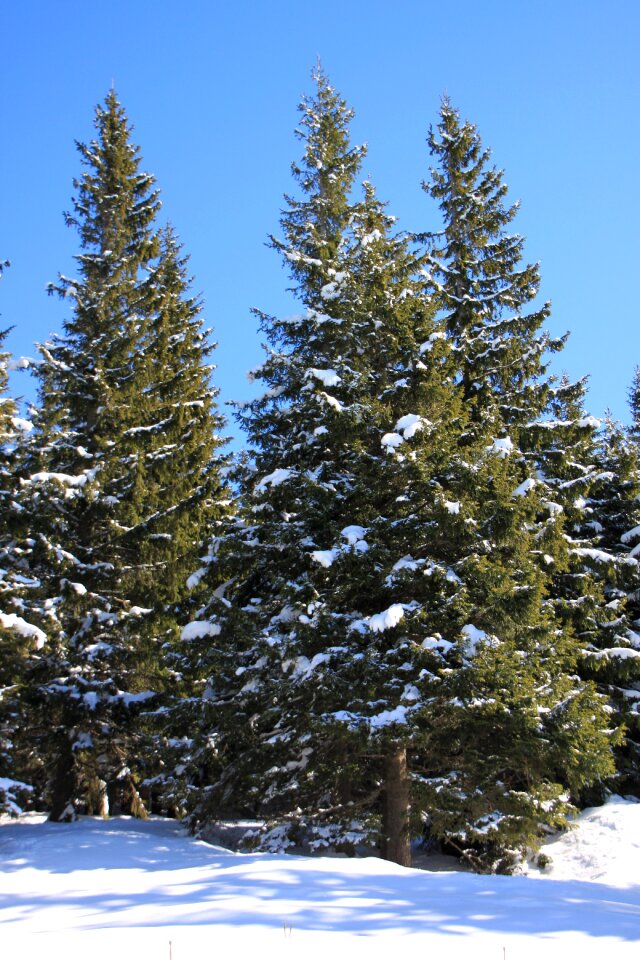Snowy sunny trees
