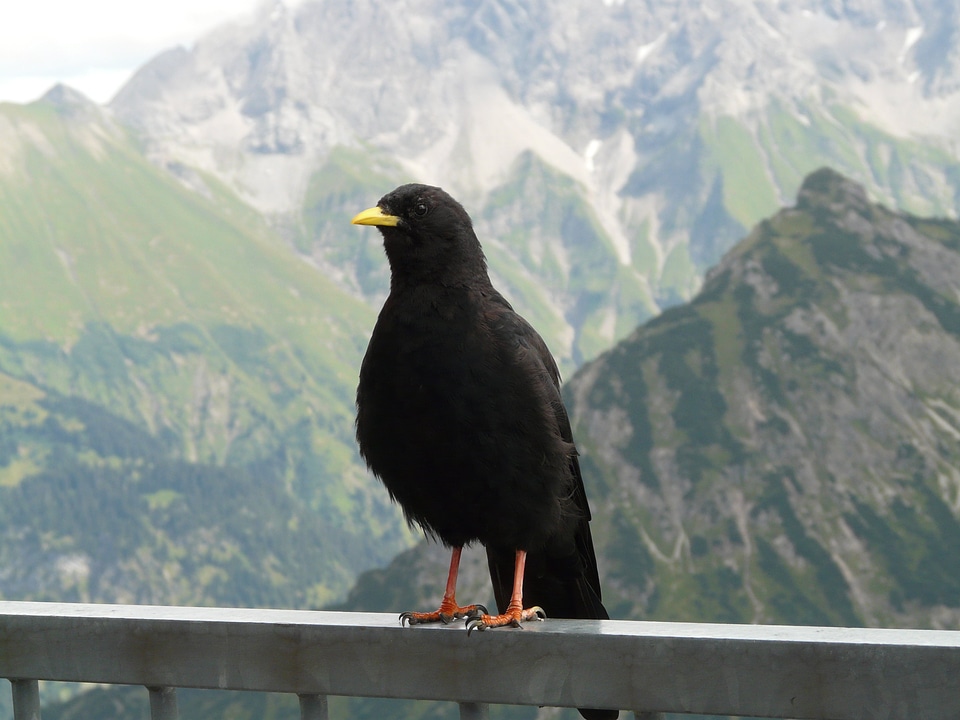 Jochdohle bird raven bird corvidae