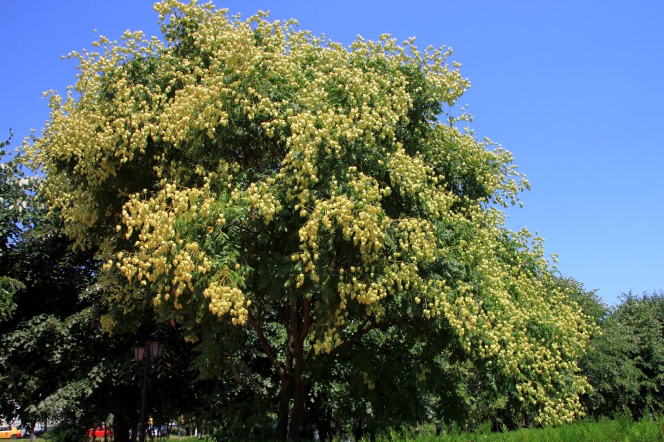 Paniculata rain tree