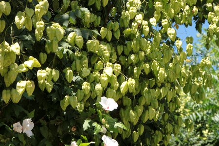 Paniculata rain tree photo