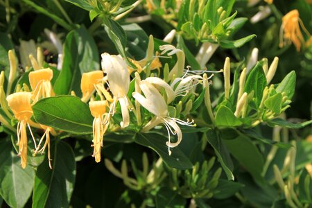 Lonicera woodbine plants