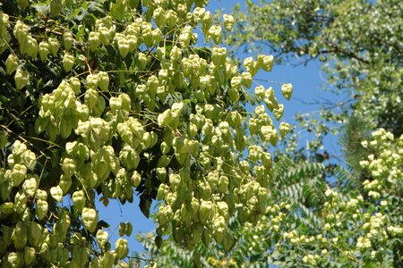 Paniculata rain tree photo