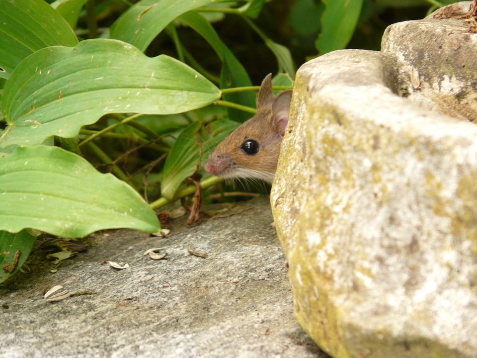 Long tail mice muridae animal
