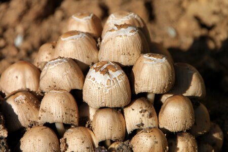 Micaceus mushrooms psathyrellaceae photo