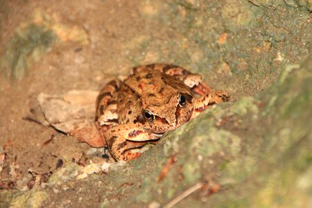 Frog mountain animals