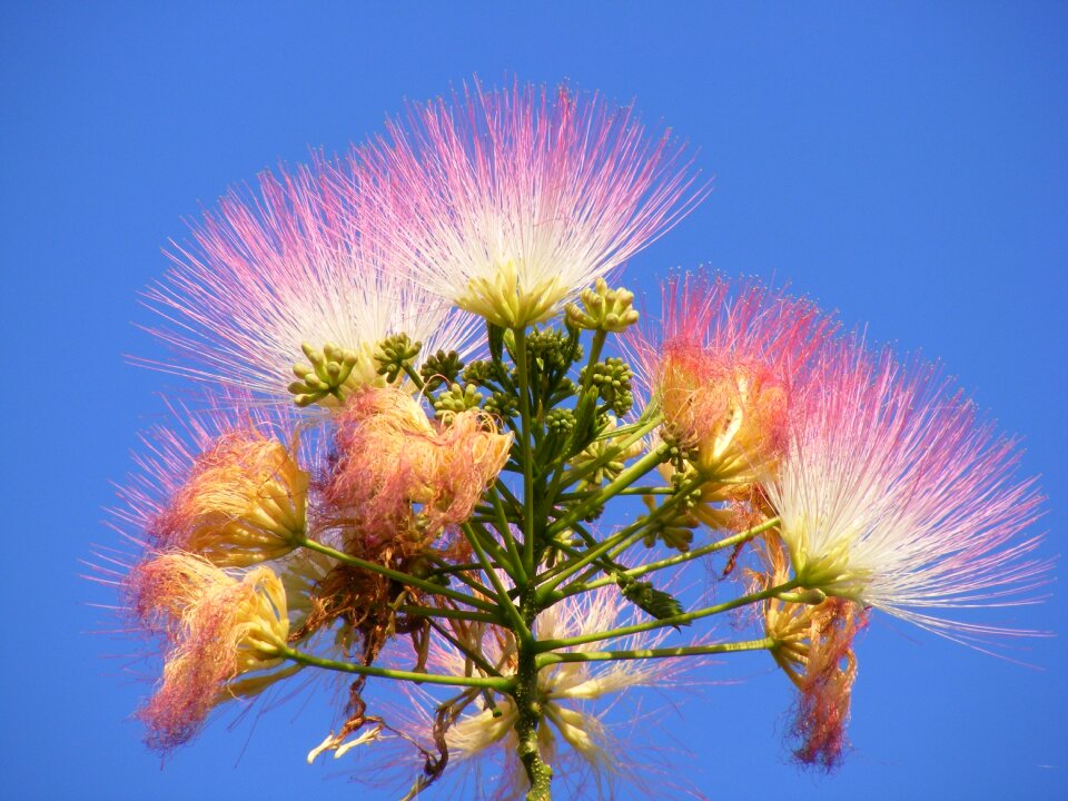 Julibrissin mimosa persian