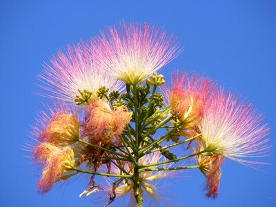 Julibrissin mimosa persian