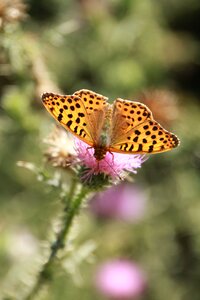 Orange speyeria insects