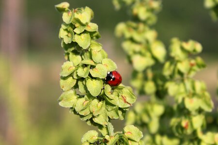 Raw rumex seeds