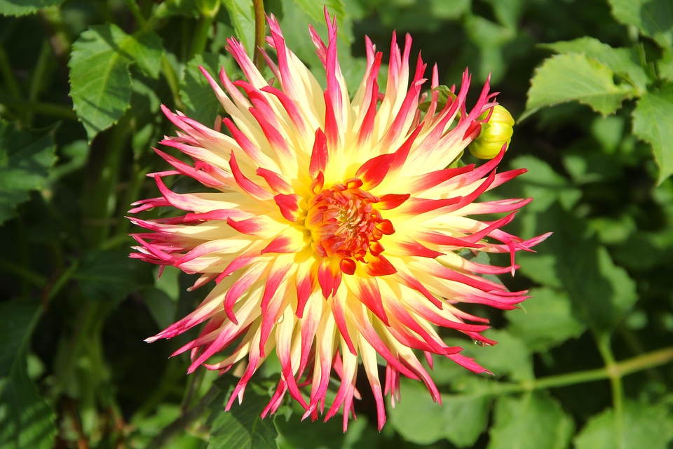 Garden plant blossom bloom