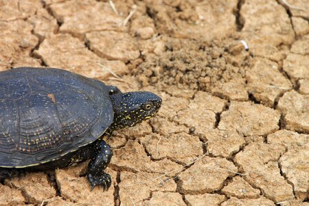 Green reptilian tortoises