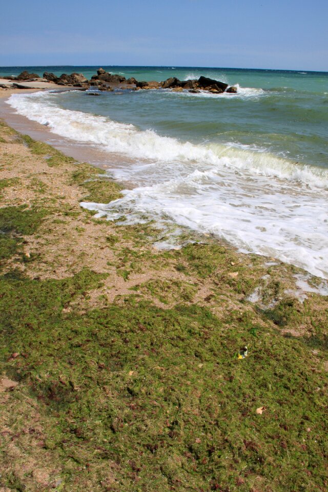 Green sea seaweed