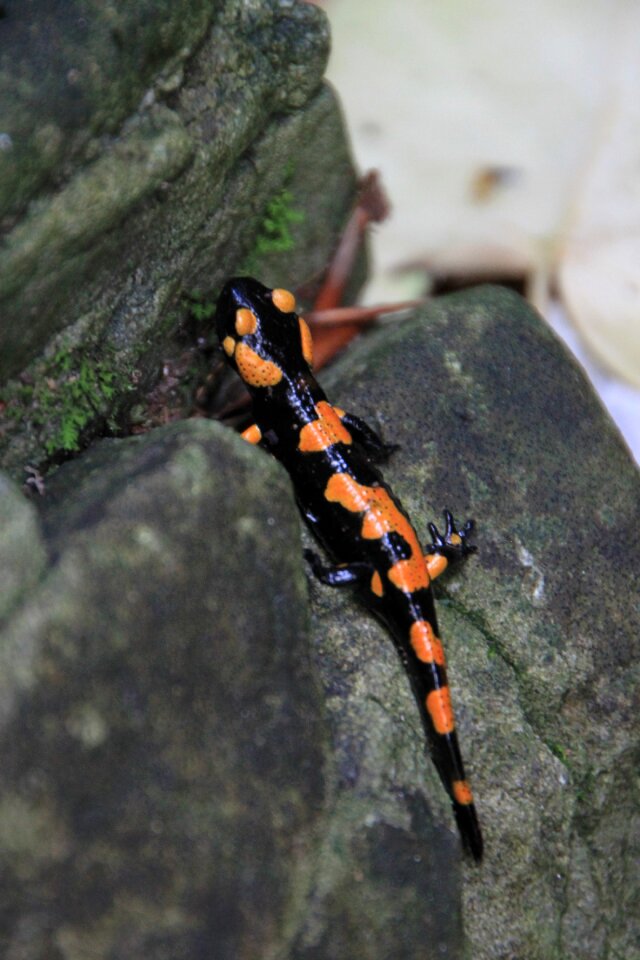 Salamander toxic animals