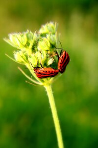Copulation graphosoma lineatum