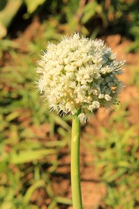 Onion seed plants photo