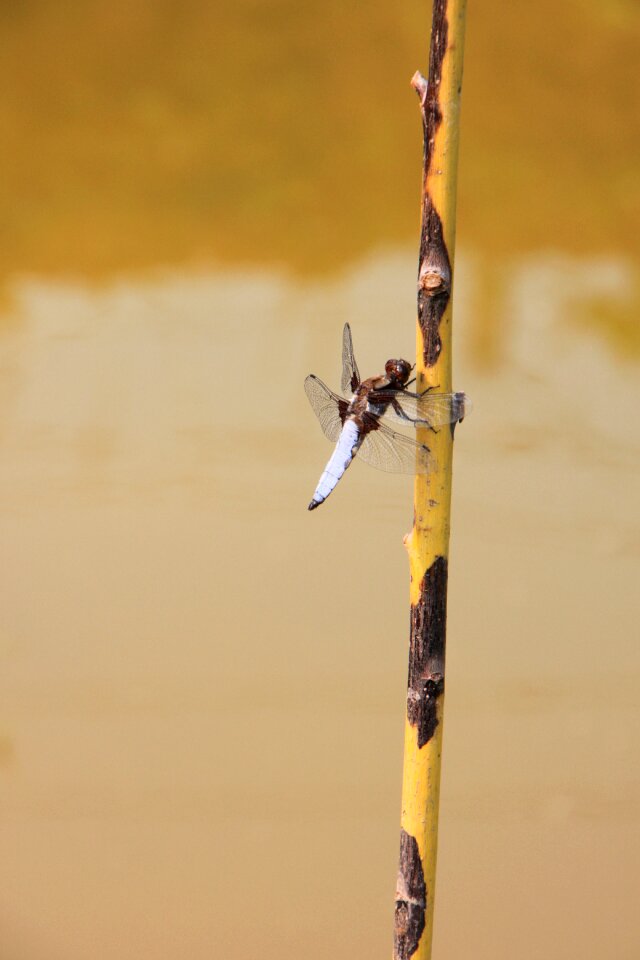 Water willow insects